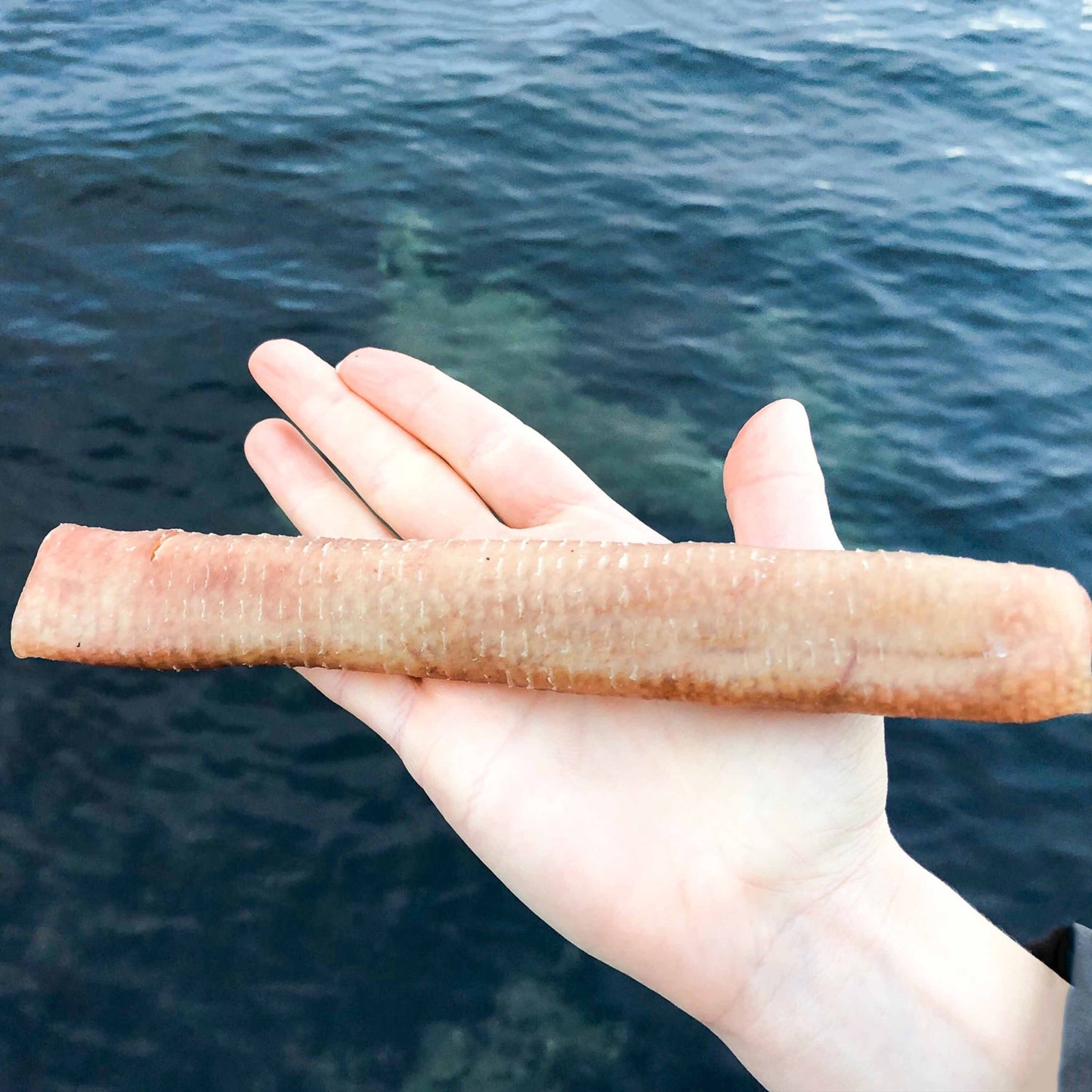 Chew Roll 12 cm