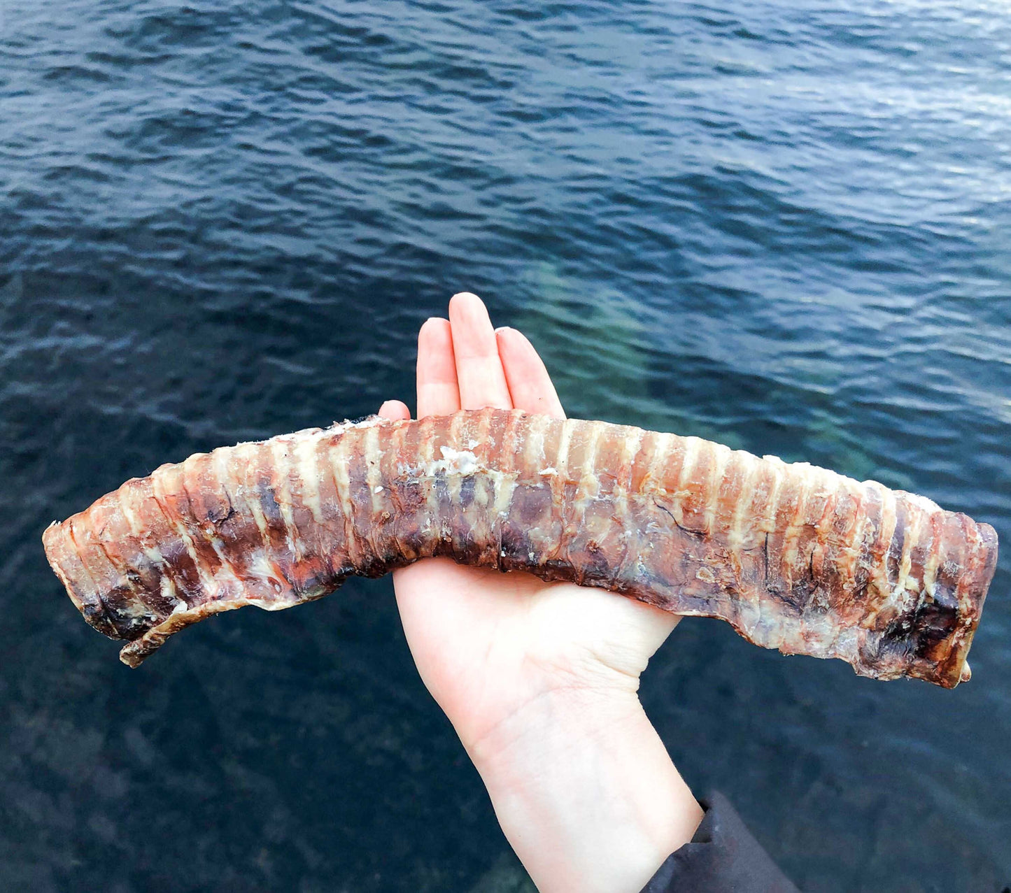 Beef Trachea 40 cm